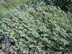 lotus heermannii var. heermannii